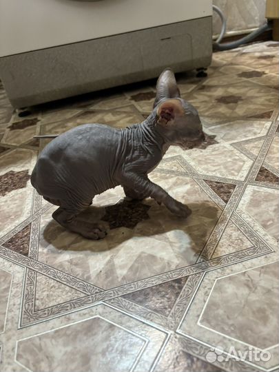 Котенок сфинкс
