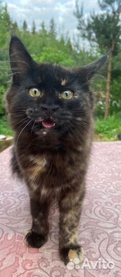 Мэйнкун котята