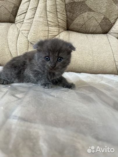 Котята веслоухие