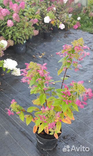 Метельчатая гортензия Пастельгрин