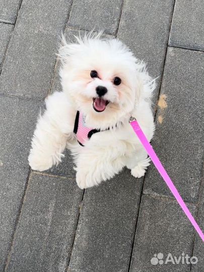 Вязка Мальтиская Болонка (мальтезе)