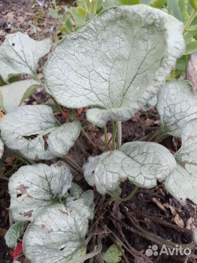 Полынь шмидта, брунера, салидаго патио, эукомис