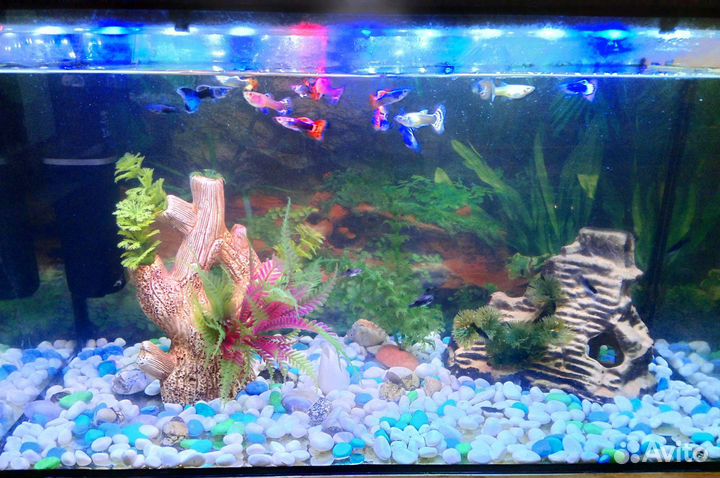 Аквариум с рыбками и освещением