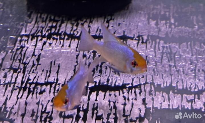 Апистограмма Рамиреса, электрик блю