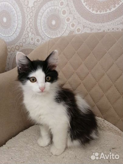 Котик в дар