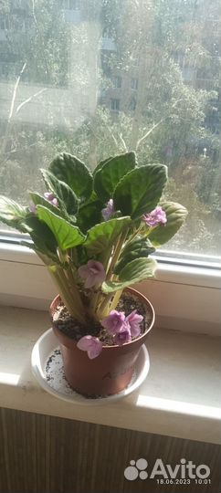 Фиалки фиолетовые