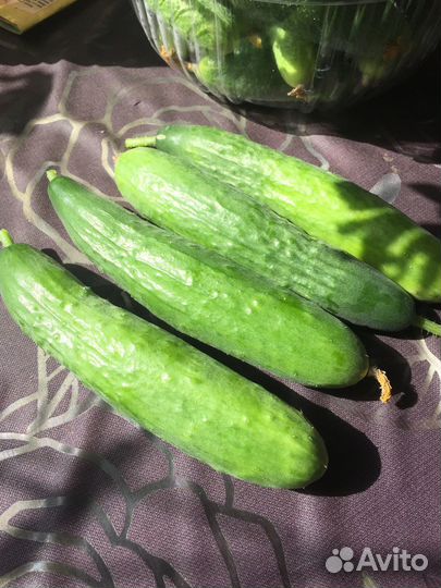 Огурцы