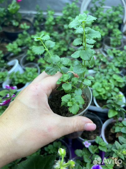 Бакопа вегетативная