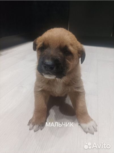 Щенки алабая и овчарки