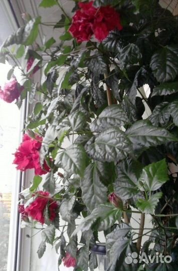 Гибискус китайская роза