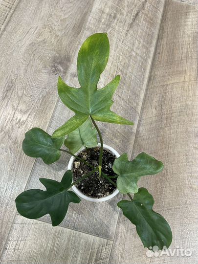 Филодендрон