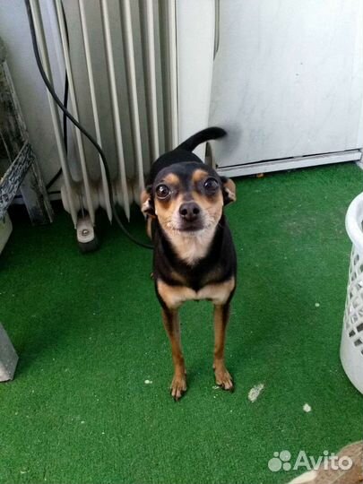 Передержка Животных