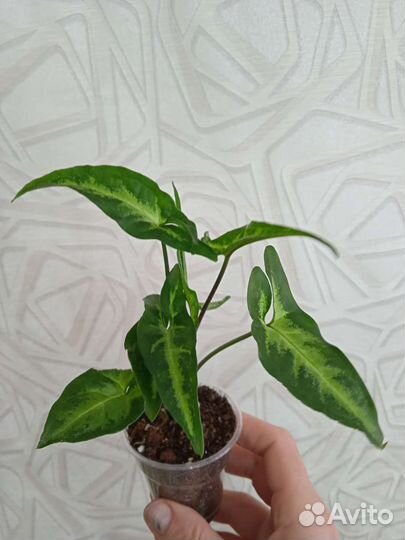 Комнатные цветы