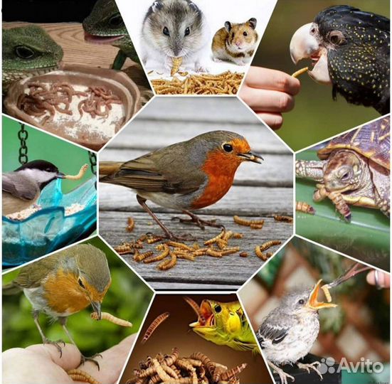 Мучной червь, мучник, хрущак