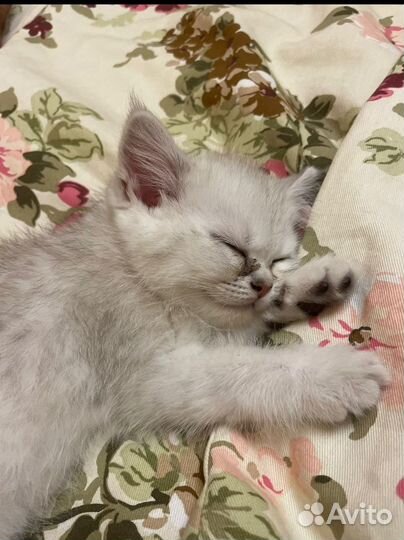 Британская кошка