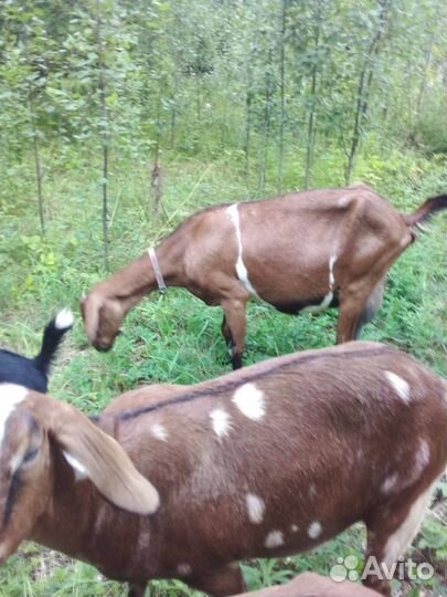 Коза нубийская