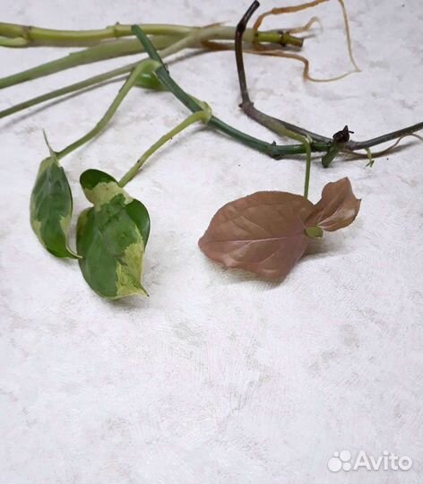 Сингониумы (Баттерфляй, Регина Ред) и Н-Джой