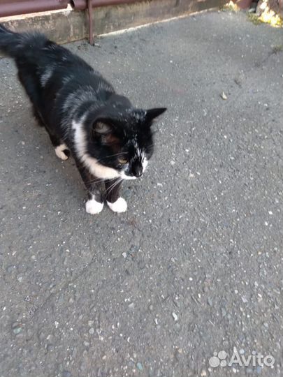 Отдам кота в добрые руки