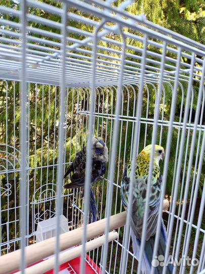 Розелла бледноголовая