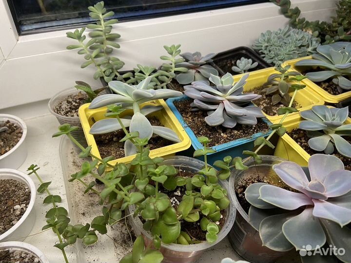 Суккуленты