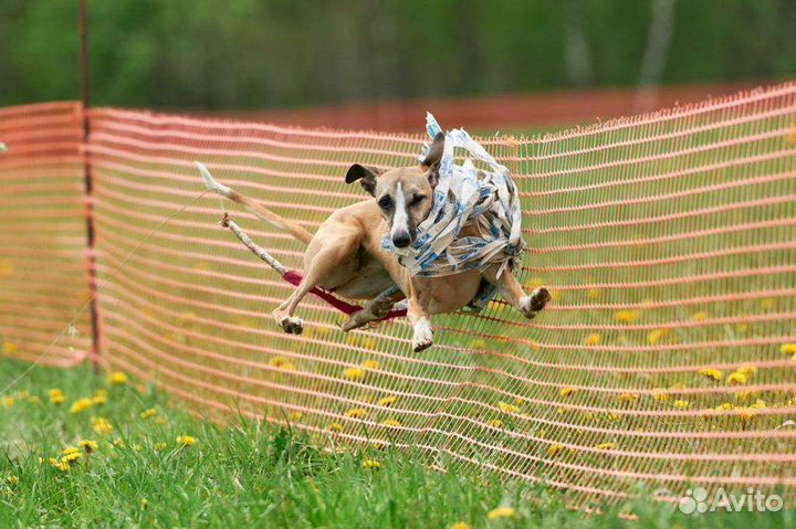 Курсинг. Спорт для собак