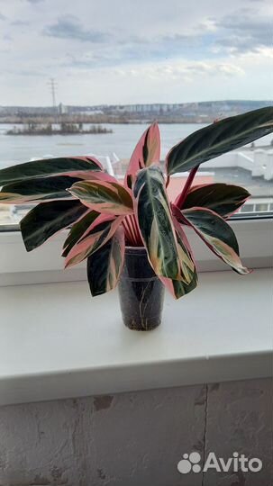 Строманта мультиколор триколор, трехцветная