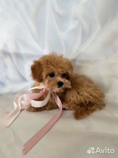 Мальтипу f1 mini