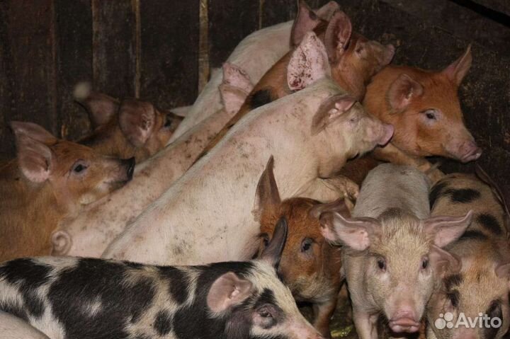 Поросята
