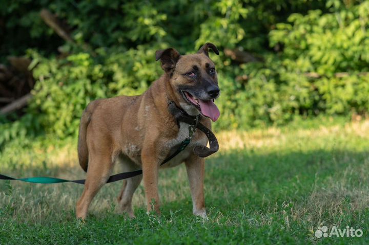 Собака в добрые руки