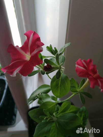 Продам петуньи ампельные