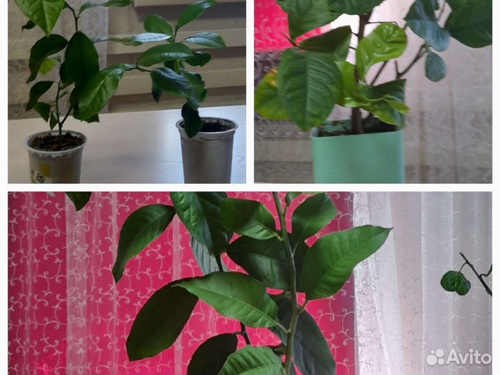 Лимонное дерево