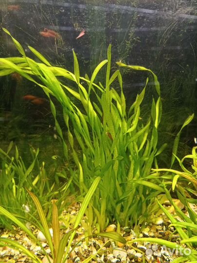 Аквариумное растение
