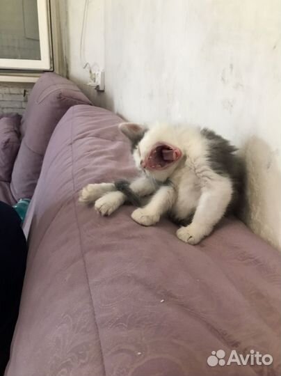 Кошка в дар