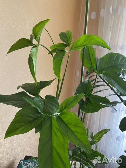 Сингониум комнатное растение