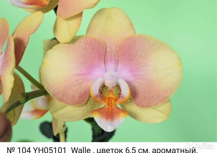 Орхидея фаленопсис Walle.Арома