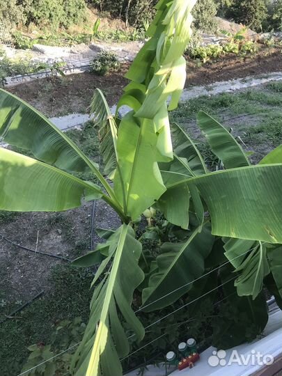 Банановая пальма