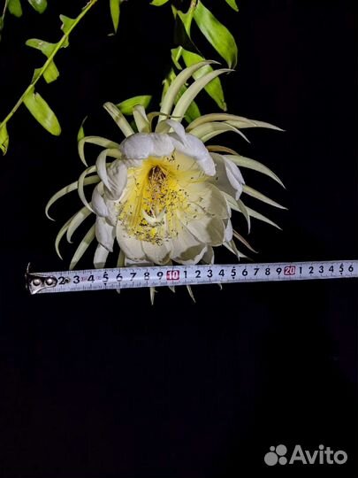 Эпифитные кактусы