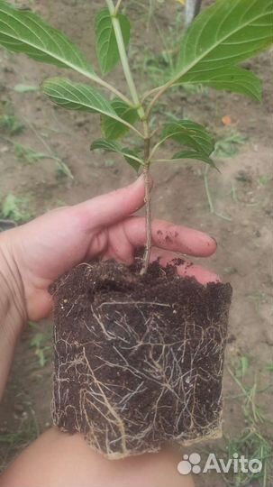 Гортензия метельчатая Ванила Фрейз