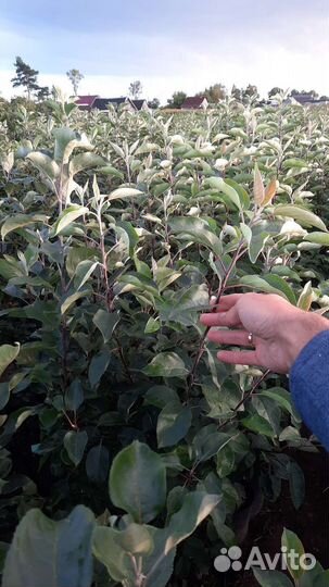 Саженцы Яблони Оптом