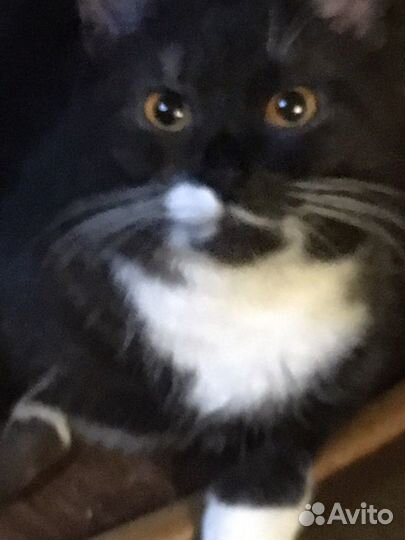 Котенок в семью