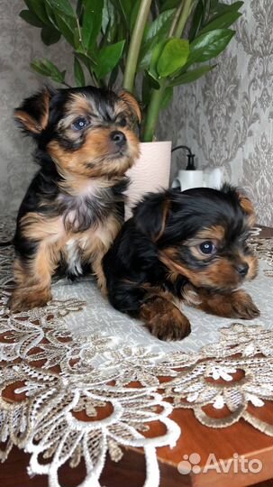 Щенки мини йоркширского терьера