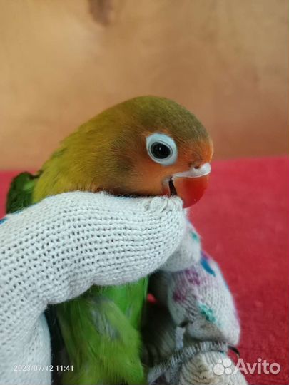 Попугай вид Неразлучник Фишера ' Маска ' Корелла