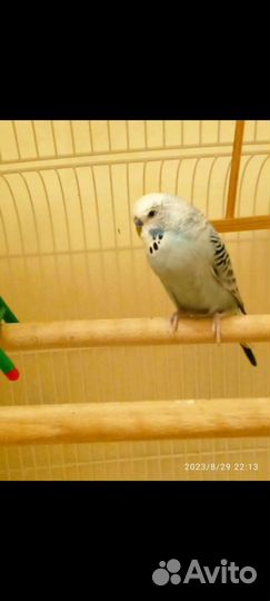 Волнистый попугай