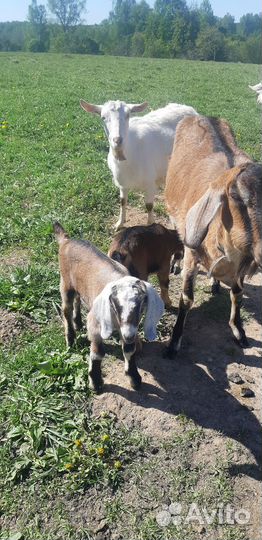 Козлики нубики процентные