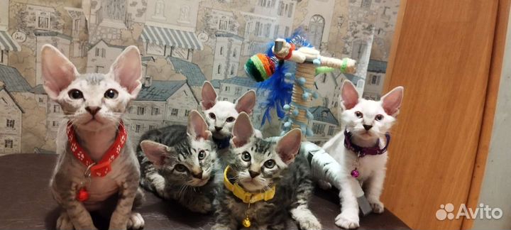Донской сфинкс котята