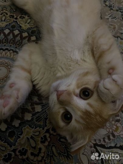 Кот на вязку