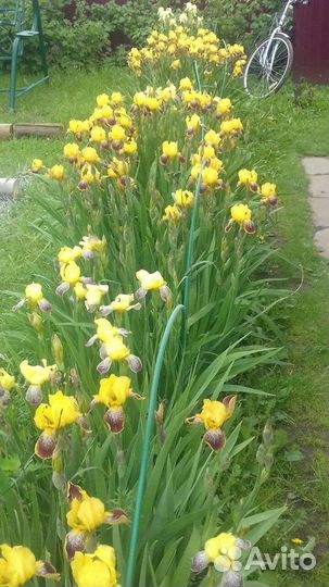 Многолетние цветы