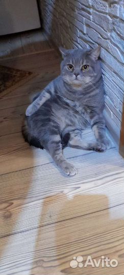 Кот для вязки