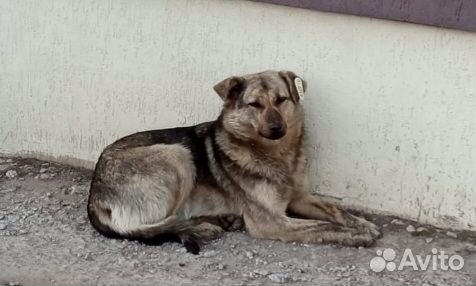 Собака в добрые руки