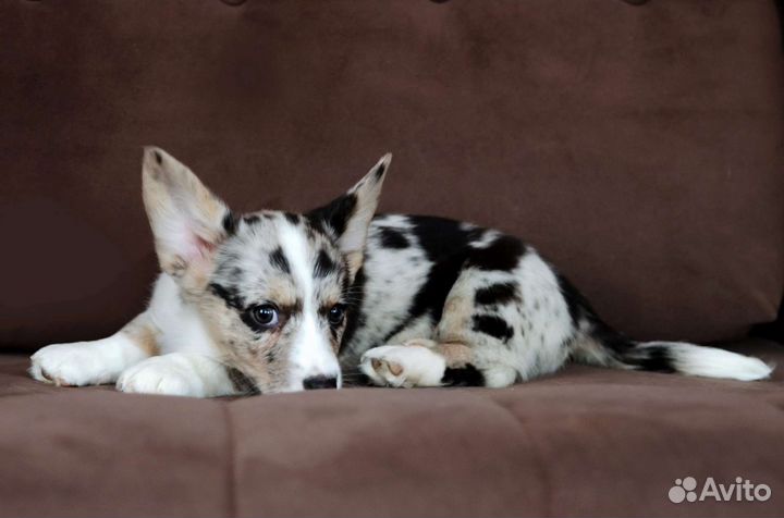 Девочка вельш корги мраморная